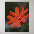 Search for orange daisy posters Daisies