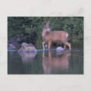 Search for mule deer postcards Buck