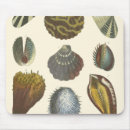 Search for seashells mousepads Coral