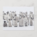 Search for cute penguin chick postcards Animal