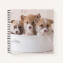 Search for corgi notebooks Pet