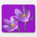 Search for purple crocus mousepads Flower