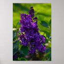 Search for lilac bushes posters Lilacs
