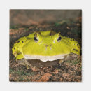 Search for horn magnets Frog