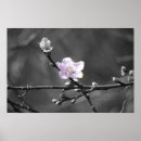 Search for black cherry posters Floral