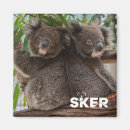 Search for koala magnets Australia