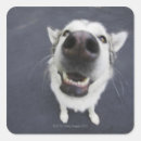 Search for wide stickers Animal