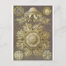 Search for ernst postcards Haeckel