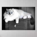 Search for eye posters Cat