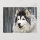 Search for sled postcards Malamute