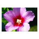 Search for sharon art Floral