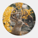 Search for trophy magnets Buck