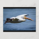 Search for flight feather postcards Flying