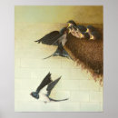 Search for swallow posters Flight