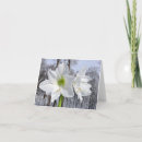 Search for amaryllis christmas cards White