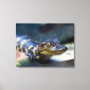 Search for young animal canvas prints Animals in the wild