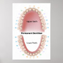 Search for molar posters Tooth