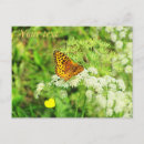 Search for black and white flowers postcards Butterflies
