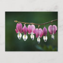 Search for daintiness postcards Flowers