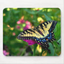 Search for yellow swallowtail butterfly electronics Insect