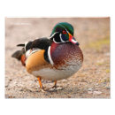 Search for drake posters Nature photography