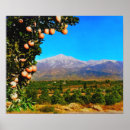 Search for grove posters Orange
