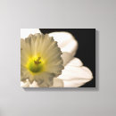 Search for daffodil canvas prints White