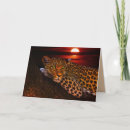Search for leopard cards Wildlife