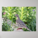 Search for doves posters Wildlife