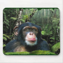 Search for chimpanzees mousepads Primates