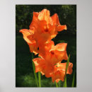 Search for gladioli posters Flower