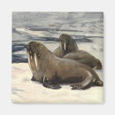 Search for walrus magnets North pole