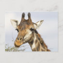 Search for kruger national park Animals