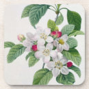Search for apple blossom coasters Botanical