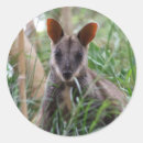 Search for wallabies stickers Australian