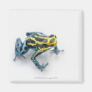 Search for frog magnets Shells