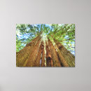 Search for redwoods Forests