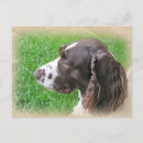 Search for springer postcards Dog