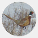 Search for necked stickers Pheasant