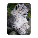 Search for leopard portrait magnets Wildlife
