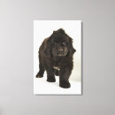 Search for studio shot canvas prints Full length