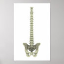 Search for single object posters Biomedical illustrations