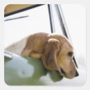 Search for car window stickers Outdoors