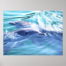 Search for dolphin photography Cute