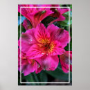 Search for peruvian posters Lily