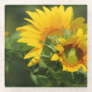 Search for sunflower coasters Glass