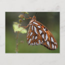 Search for fritillary postcards Insect