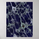 Search for neural posters Brain
