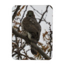 Search for prey magnets Nature photography