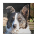Search for collie tiles Animals